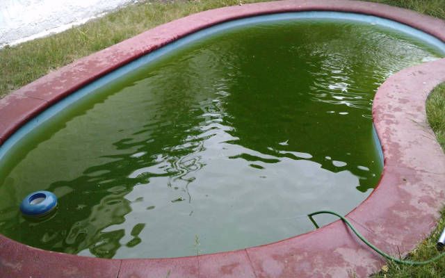 Eliminación de algas en la piscina
